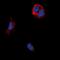 Taste 2 Receptor Member 14 antibody, orb339177, Biorbyt, Immunofluorescence image 