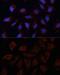 Anoctamin 1 antibody, GTX64457, GeneTex, Immunocytochemistry image 