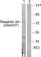 Rabphilin 3A antibody, PA5-38324, Invitrogen Antibodies, Western Blot image 