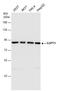 G1 To S Phase Transition 1 antibody, GTX105475, GeneTex, Western Blot image 