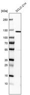 Diacylglycerol Kinase Zeta antibody, PA5-62385, Invitrogen Antibodies, Western Blot image 