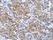 Claudin 3 antibody, CSB-PA561954, Cusabio, Immunohistochemistry frozen image 