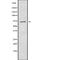 Poly(A) Binding Protein Cytoplasmic 3 antibody, abx217612, Abbexa, Western Blot image 