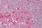 Eukaryotic Translation Elongation Factor 2 antibody, MBS249167, MyBioSource, Immunohistochemistry frozen image 