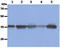Nucleophosmin 1 antibody, GTX57613, GeneTex, Western Blot image 