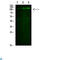 Sterol Regulatory Element Binding Transcription Factor 1 antibody, LS-C813280, Lifespan Biosciences, Western Blot image 