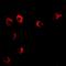 Visinin Like 1 antibody, orb341211, Biorbyt, Immunofluorescence image 
