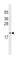 1,2-dihydroxy-3-keto-5-methylthiopentene dioxygenase antibody, abx028851, Abbexa, Western Blot image 