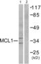 MCL1 Apoptosis Regulator, BCL2 Family Member antibody, abx013136, Abbexa, Western Blot image 