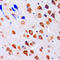 Checkpoint Kinase 1 antibody, LS-C352014, Lifespan Biosciences, Immunohistochemistry frozen image 