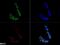 Sirtuin 1 antibody, NBP1-51641, Novus Biologicals, Immunocytochemistry image 