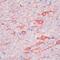 MAP2ab antibody, NB600-1372, Novus Biologicals, Immunohistochemistry paraffin image 