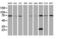 Spermatogenesis And Centriole Associated 1 Like antibody, LS-C173895, Lifespan Biosciences, Western Blot image 