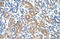 Transient Receptor Potential Cation Channel Subfamily C Member 6 antibody, orb329881, Biorbyt, Immunohistochemistry paraffin image 