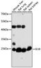 Interleukin 18 antibody, 16-736, ProSci, Western Blot image 