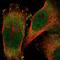 Ring Finger Protein 25 antibody, NBP2-32664, Novus Biologicals, Immunofluorescence image 