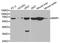 Macrophage Scavenger Receptor 1 antibody, TA327214, Origene, Western Blot image 