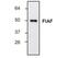 Angiopoietin Like 4 antibody, NBP1-45565, Novus Biologicals, Western Blot image 