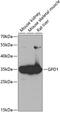 Glycerol-3-Phosphate Dehydrogenase 1 antibody, GTX32630, GeneTex, Western Blot image 