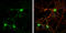 Contactin Associated Protein Like 2 antibody, GTX109389, GeneTex, Immunocytochemistry image 