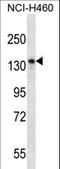 Nardilysin Convertase antibody, LS-C163010, Lifespan Biosciences, Western Blot image 
