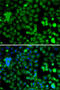 Kruppel Like Factor 9 antibody, 22-774, ProSci, Immunofluorescence image 