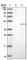 Nudix Hydrolase 9 antibody, HPA036917, Atlas Antibodies, Western Blot image 