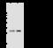 Pyridoxamine 5'-Phosphate Oxidase antibody, 108120-T40, Sino Biological, Western Blot image 
