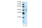 Aprataxin antibody, 27-734, ProSci, Western Blot image 