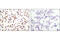 Intercellular Adhesion Molecule 2 antibody, 13355S, Cell Signaling Technology, Immunohistochemistry paraffin image 