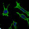 RAB10, Member RAS Oncogene Family antibody, LS-C812754, Lifespan Biosciences, Immunofluorescence image 