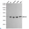 Mitogen-Activated Protein Kinase Kinase 6 antibody, LS-C813051, Lifespan Biosciences, Western Blot image 