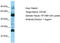 CD79a antibody, TA343279, Origene, Western Blot image 
