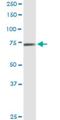 Calpain 9 antibody, H00010753-M02, Novus Biologicals, Western Blot image 