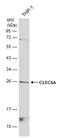 C-Type Lectin Domain Containing 5A antibody, GTX123732, GeneTex, Western Blot image 