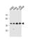 Mitochondrial Trans-2-Enoyl-CoA Reductase antibody, abx034707, Abbexa, Western Blot image 