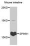 Pancreatic secretory trypsin inhibitor antibody, MBS126556, MyBioSource, Western Blot image 