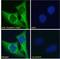 Clusterin antibody, LS-C87361, Lifespan Biosciences, Immunofluorescence image 