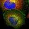 Beta-2-Microglobulin antibody, NBP1-87482, Novus Biologicals, Immunocytochemistry image 