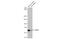 Protein Tyrosine Phosphatase Non-Receptor Type 6 antibody, GTX102865, GeneTex, Western Blot image 