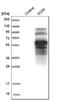 SRY-Box 6 antibody, HPA001923, Atlas Antibodies, Western Blot image 