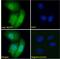 RNA 2',3'-Cyclic Phosphate And 5'-OH Ligase antibody, 42-360, ProSci, Enzyme Linked Immunosorbent Assay image 