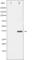 NFKB Inhibitor Beta antibody, abx011062, Abbexa, Western Blot image 