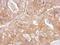 Kallikrein Related Peptidase 2 antibody, NBP1-32288, Novus Biologicals, Immunohistochemistry frozen image 