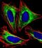 Protein Phosphatase 2 Scaffold Subunit Abeta antibody, M05756, Boster Biological Technology, Immunofluorescence image 