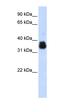 Aminoacyl TRNA Synthetase Complex Interacting Multifunctional Protein 1 antibody, orb324874, Biorbyt, Western Blot image 