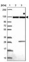C8orf52 antibody, NBP2-33826, Novus Biologicals, Western Blot image 