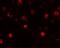 CD244 Molecule antibody, GTX17115, GeneTex, Immunofluorescence image 