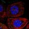Neural EGFL Like 2 antibody, NBP1-82527, Novus Biologicals, Immunocytochemistry image 