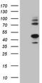 Indoleamine 2,3-Dioxygenase 2 antibody, TA806620S, Origene, Western Blot image 